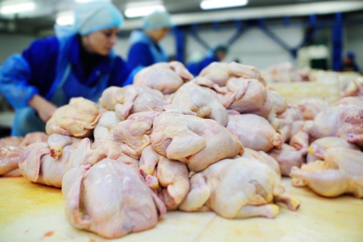 A pile of raw chicken ready to be sliced with an industrial poultry knife.